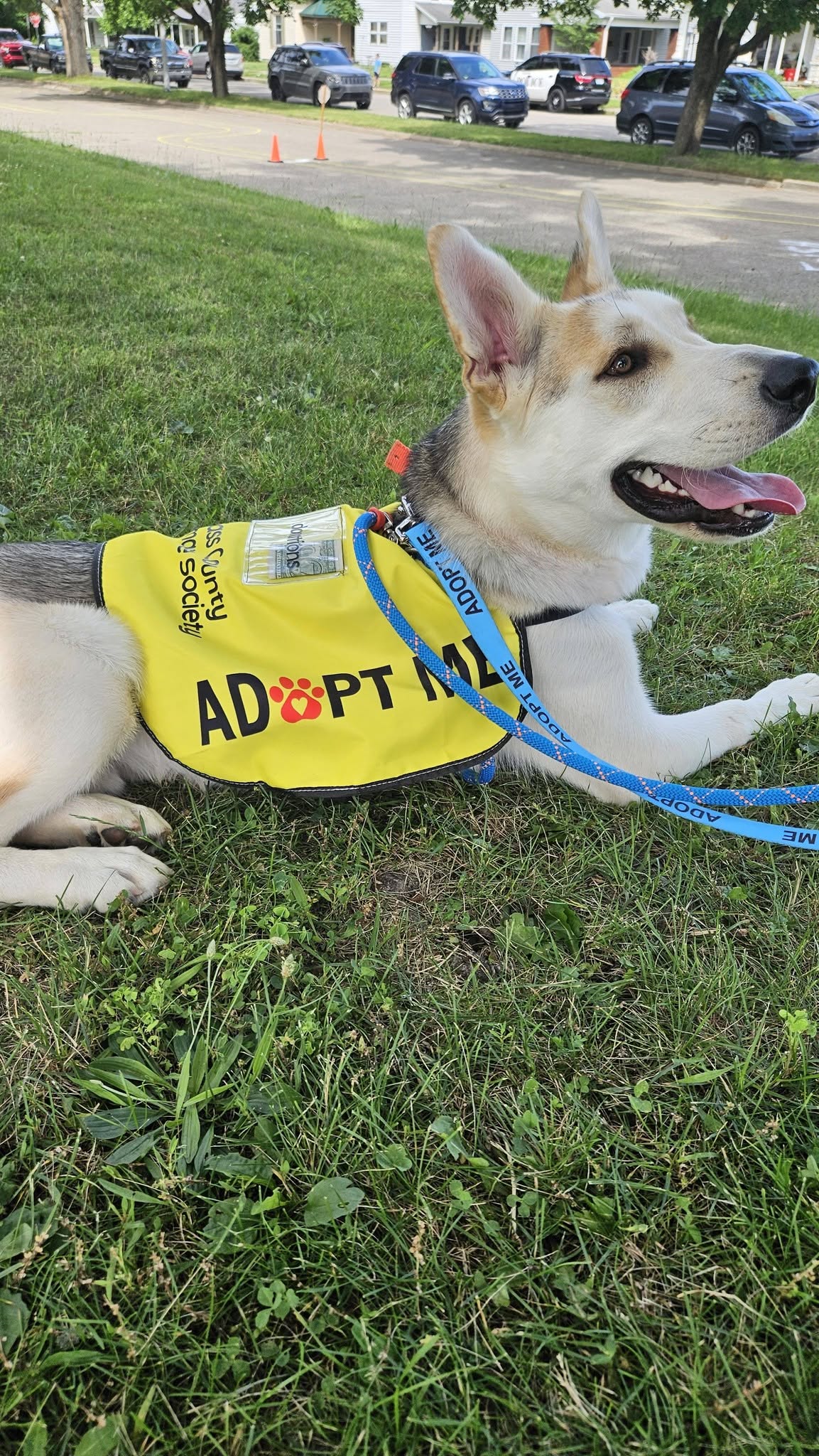A dog wearing a yellow 'Adopt Me' vest relaxing in the grass at an adoption event