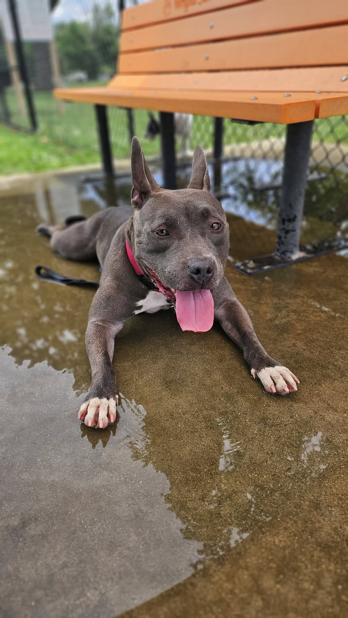 A gray pit-bull-type dog lying on wet pavement with its tongue out, taking a break by a bench