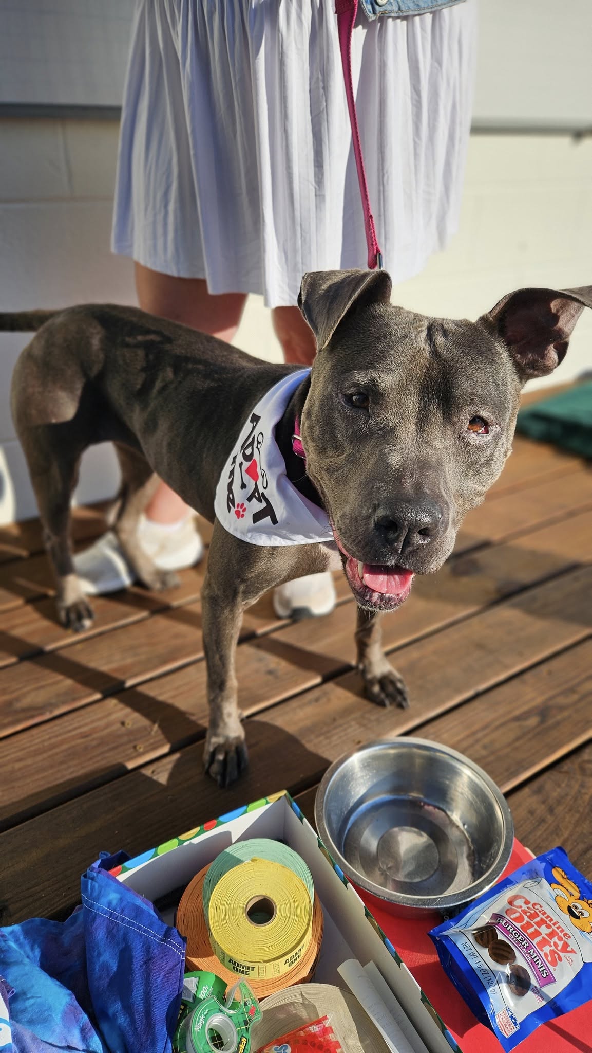 A gray pit-bull-type dog wearing a white 'Adopt Me' bandana at an outdoor adoption event
